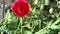 Poppies blooming in the wild meadow high in the mountains