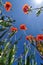 Poppies and Blue Sky