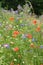 Poppies and borage in a flowering fallow in a green space