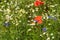 Poppies, buebottles and chamomiles flowering in field edge with wildflowers. Bee-friendly and against inscts death wild flowers