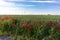 Poppies bushes with field cultivated