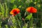 Poppies close-up on a blurry background