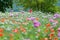 Poppies, close-up on poppies