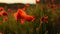 Poppies close-up at sunset. Beautiful atmospheric summer background
