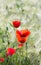 Poppies in a Corn Field