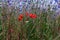 Poppies, cornflowers and daisies in nature