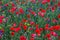 Poppies and cornflowers field background