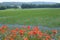 Poppies and cornflowers in a field, Sassel, Vaud, Switzerland