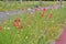 Poppies, cornflowers, lupines and grass on a busy street in the city with cars in the background during the movement.