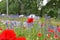 Poppies, cornflowers, lupines and grass on a busy street in the city with cars in the background during the movement.