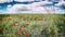 Poppies and cornflowers at summer green field