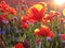 Poppies and cornflowers in the sunset