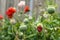 Poppies in the courtyard after the rain