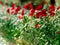 Poppies and daisy flowers