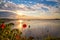 Poppies on Danube