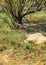 Poppies in the desert. poppies bloom in the desert in the early spring