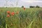 Poppies by the edge of a field on a cloudy day in the italian countryside