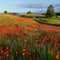 Poppies field