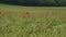 Poppies in a field