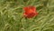 Poppies in a field