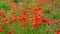 Poppies in a field