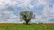 Poppies field around an olive tree