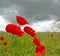 Poppies in a field below a grey sky