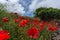 Poppies field and bush in the background