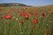 Poppies field in Crimea