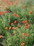 Poppies in field edge