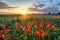 Poppies field flower on sunset