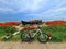 Poppies field flowers at Vama Veche beach - bike travel