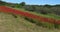 Poppies field, papaver rhoeas, in bloom, olive trees, near Sibenik in Croatia, slow motion