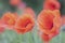 Poppies in the field - photographed with a vintage lens