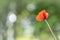 Poppies in the field - photographed with a vintage lens