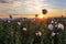 Poppies field at sunset