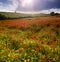 Poppies Field at Sunset in Dorset