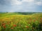 Poppies is a field in Tuscany, Italy