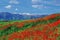 Poppies fields