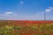 POPPIES FIELDS