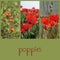 Poppies fields collage