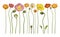 Poppies Floral Flower Flowers Banner Background