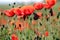 Poppies flower and bee meadow morning landscape spring