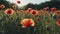 Poppies flower on the field. Generated with AI