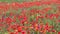 Poppies flower field nature