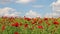 Poppies flower meadow and blue sky