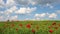 Poppies flower meadow and blue sky