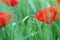 Poppies flower meadow closeup