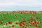 Poppies flower meadow countryside landscape spring