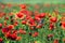 Poppies flower meadow morning